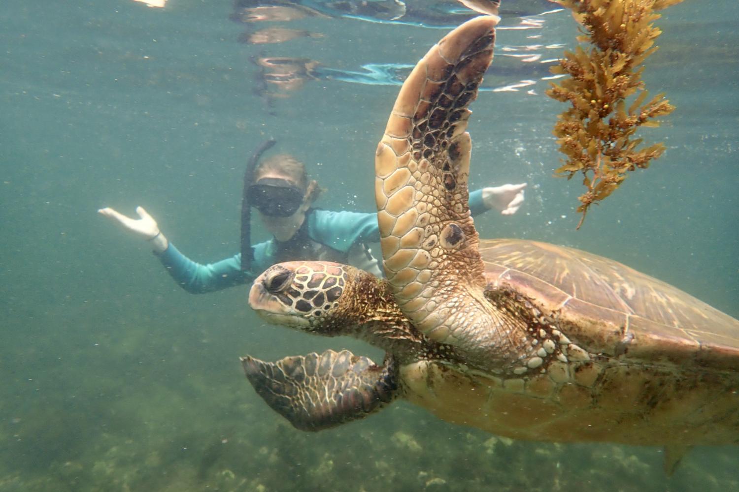 一名<a href='http://d1ej.uncsj.com'>全球十大赌钱排行app</a>学生在Galápagos群岛游学途中与一只巨龟游泳.